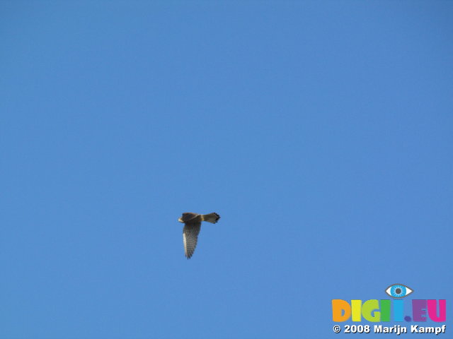 SX01603 Bird of pray hovering [Kestrel - Falco Tinnunculus]